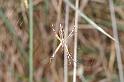 Argiope_syrmatica_D3516_Z_87_Karinji NP_Australie